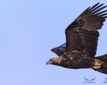 پرنده نگری در ایران - عقاب شاهی