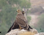 پرنده نگری در ایران - عقاب شاهی