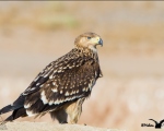 پرنده نگری در ایران - Eastern Imperial Eagle