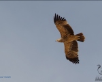 پرنده نگری در ایران - King Eagle