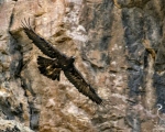 پرنده نگری در ایران - عقاب طلایی
