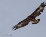 پرنده نگری در ایران - Golden Eagle