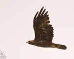 پرنده نگری در ایران - عقاب طلایی