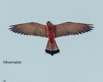 پرنده نگری در ایران - دلیچه کوچک