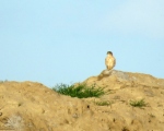 پرنده نگری در ایران - ترمتای-Merlin