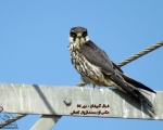پرنده نگری در ایران - لیل - Hobby