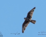 پرنده نگری در ایران - بالابان