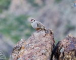 پرنده نگری در ایران - کبک
