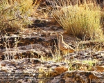پرنده نگری در ایران - See-see Partridge