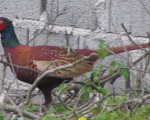 پرنده نگری در ایران - قرقاول خزری (کاسپین)