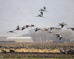 پرنده نگری در ایران - درنا