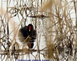 پرنده نگری در ایران - چنگر نوک سرخ