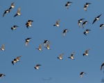 پرنده نگری در ایران - گلاریول بال سرخ