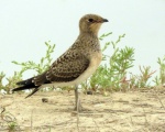 پرنده نگری در ایران - نابالغ گلاریول بال سرخ-Pratincole