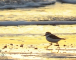 پرنده نگری در ایران - سلیم کوچک در ساحل خلیج فارس