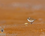 پرنده نگری در ایران - سلیم کوچک