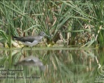 پرنده نگری در ایران - Green Sandpiper