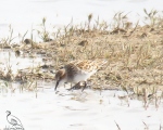 پرنده نگری در ایران - تلیله کوچک