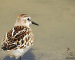 پرنده نگری در ایران - تلیله کوچک