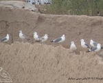 پرنده نگری در ایران - ‌کاکایی پشت‌سیاه کوچک