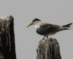 پرنده نگری در ایران - common tern