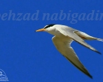 پرنده نگری در ایران - پرستوی دریایی کوچک