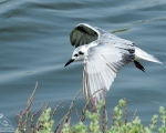 پرنده نگری در ایران - پرواز Whiskered Tern