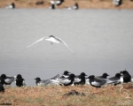 پرنده نگری در ایران - پرستو دریایی بال سفید