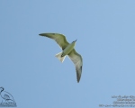 پرنده نگری در ایران - پرستوی دریایی بال سفید