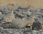 پرنده نگری در ایران - شکم بلوطی