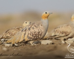 پرنده نگری در ایران - کوکر خالدار