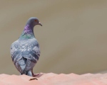پرنده نگری در ایران - کبوتر چاهی شهری