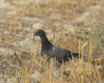 پرنده نگری در ایران - کبوتر چاهی