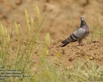پرنده نگری در ایران - Rock Dove