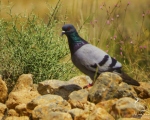 پرنده نگری در ایران - کبوتر چاهی
