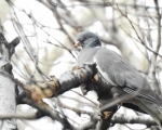 پرنده نگری در ایران - کبوتر جنگلی