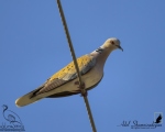 پرنده نگری در ایران - قمری معمولی