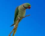 پرنده نگری در ایران - شاه طوطی