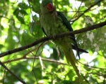 پرنده نگری در ایران - Alexandrine Parakeet - شاه طوطی