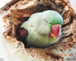 پرنده نگری در ایران - شاه طوطی
