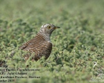پرنده نگری در ایران - Common Cuckoo
