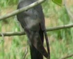 پرنده نگری در ایران - کوکوی معمولی