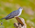 پرنده نگری در ایران - کوکوی معمولی
