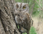 پرنده نگری در ایران - European Scops Owl