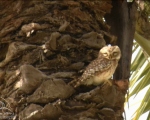 پرنده نگری در ایران - جغد خالدار کوچک