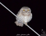 پرنده نگری در ایران - DSC_3077