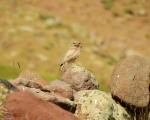 پرنده نگری در ایران - جغدکوچک