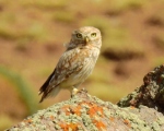 پرنده نگری در ایران - جغد کوچک