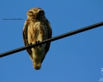 پرنده نگری در ایران - چغد کوچک