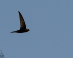 پرنده نگری در ایران - Common Swift